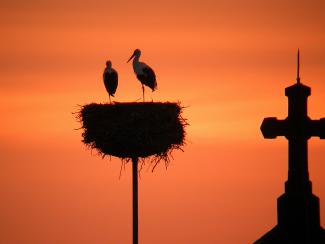 storks at sunset
