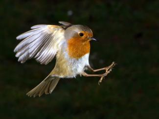 Robin landing
