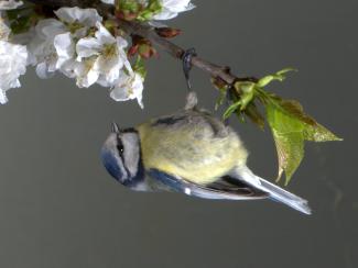 Blue tit on apple blossom