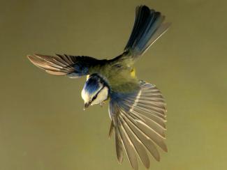Top view of a blue tit