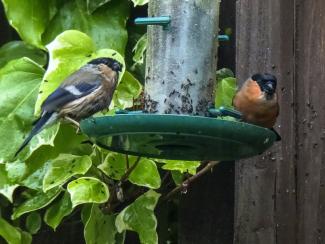 Male and female bullfinch on a bird feeder