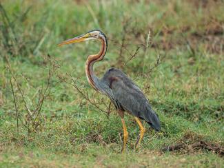 Purple Heron by A.Savin - Own work, FAL, https://commons.wikimedia.org/w/index.php?curid=89641951