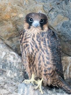 Eleanor's Falcon in its nest on Kalymnos