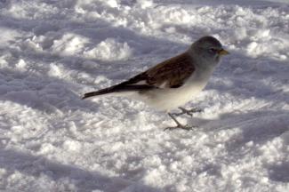Snow Finch