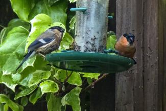 Male and female bullfinch on a bird feeder