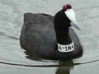 Red Knobbed Coot