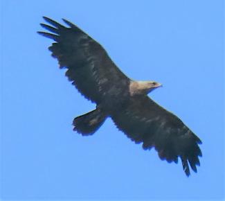 Eagle Lesser Spotted