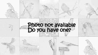SpottedWoodpecker photo missing