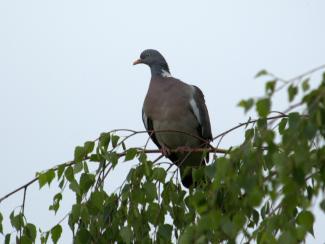 Wood pigeon