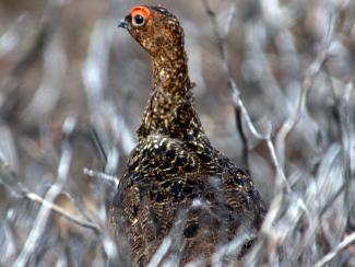Red grouse