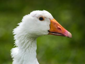 domestic goose