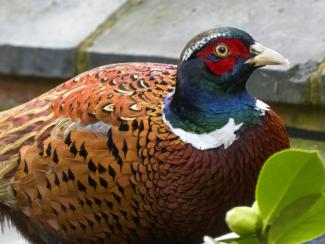 Pheasant