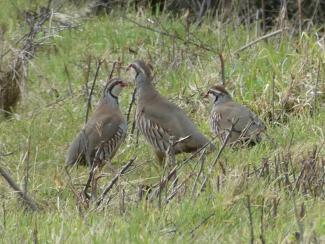 Partridge, Red legged