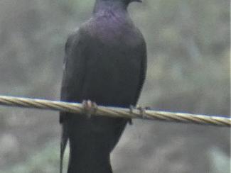 PIgeon, Laurel