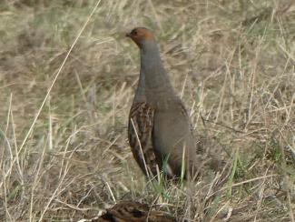 Partridge, Grey