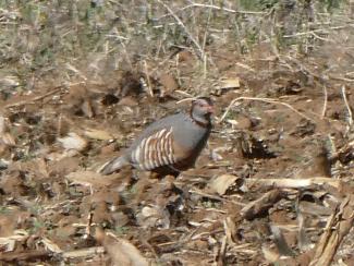 Partridge, Barbary
