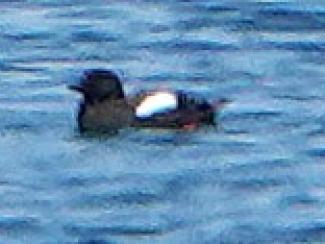 Guillemot, Black
