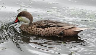 Pintail, White cheeked
