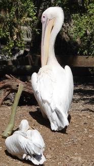 Pelican, White (or Great White)