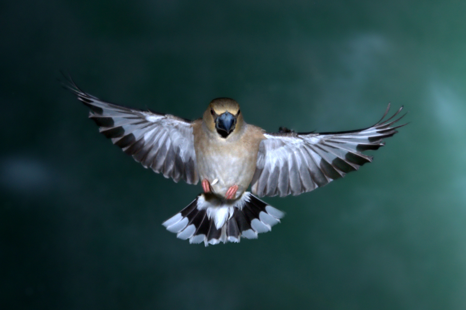 Hawfinch | Spotted Woodpecker