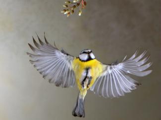 Blue Tit