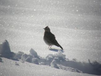 Skylark