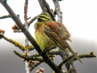 Cirl Bunting