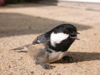 Coal Tit