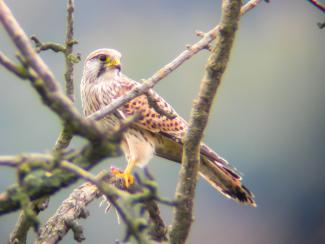 Male kestrel with mouse