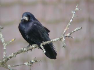 Rook