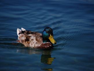 Mallard