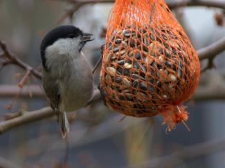 Marsh Tit