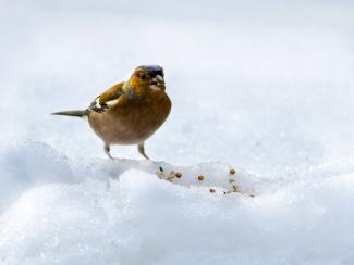 Chaffinch in the snow