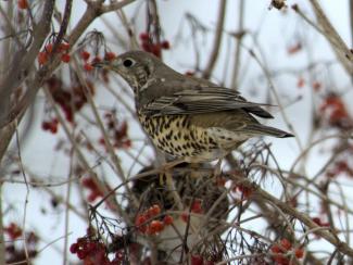 Mistle Thrush