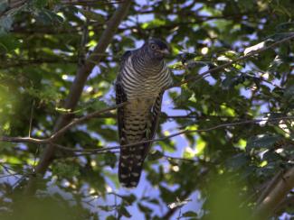 Cuckoo