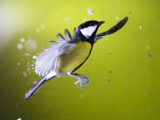 Great Tit