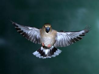 Hawfinch