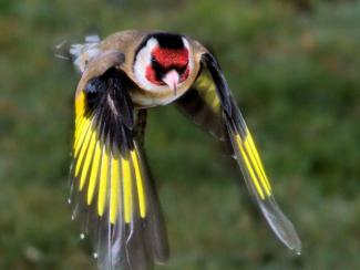 Flying goldfinch