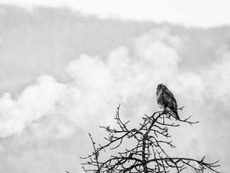 Buzzard and smoke