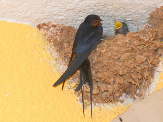 Swallow