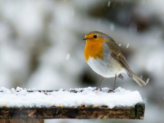 Robin