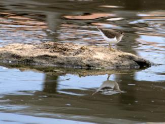 Common Sandpiper