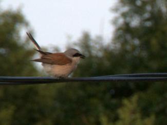 red backed shrike