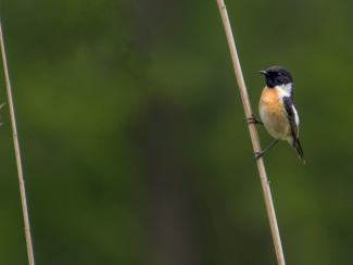 Stonechat