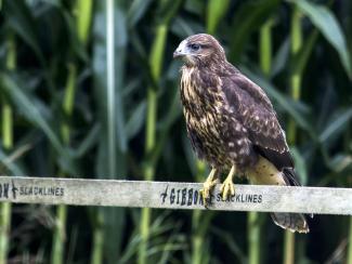 Slacklining Buzzard
