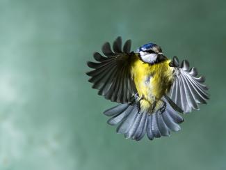 Blue Tit