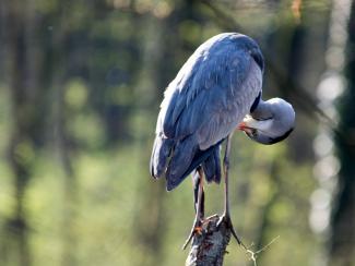 Heron at Lange Erlan