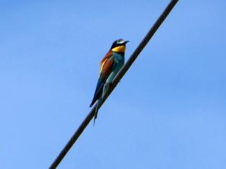 bee eater