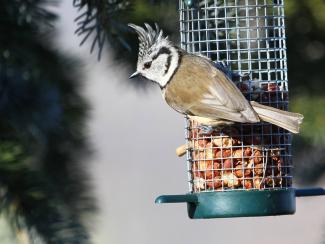 Crested Tit