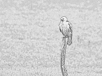 Rough Legged Buzzard